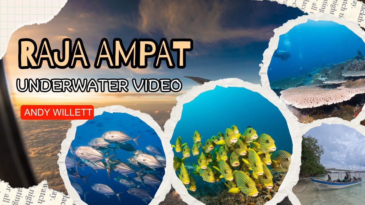 Raja Ampat Indonesia scuba diving with Papua Explorers, Manta's Dolphins, Sweet lips 2023. OM1