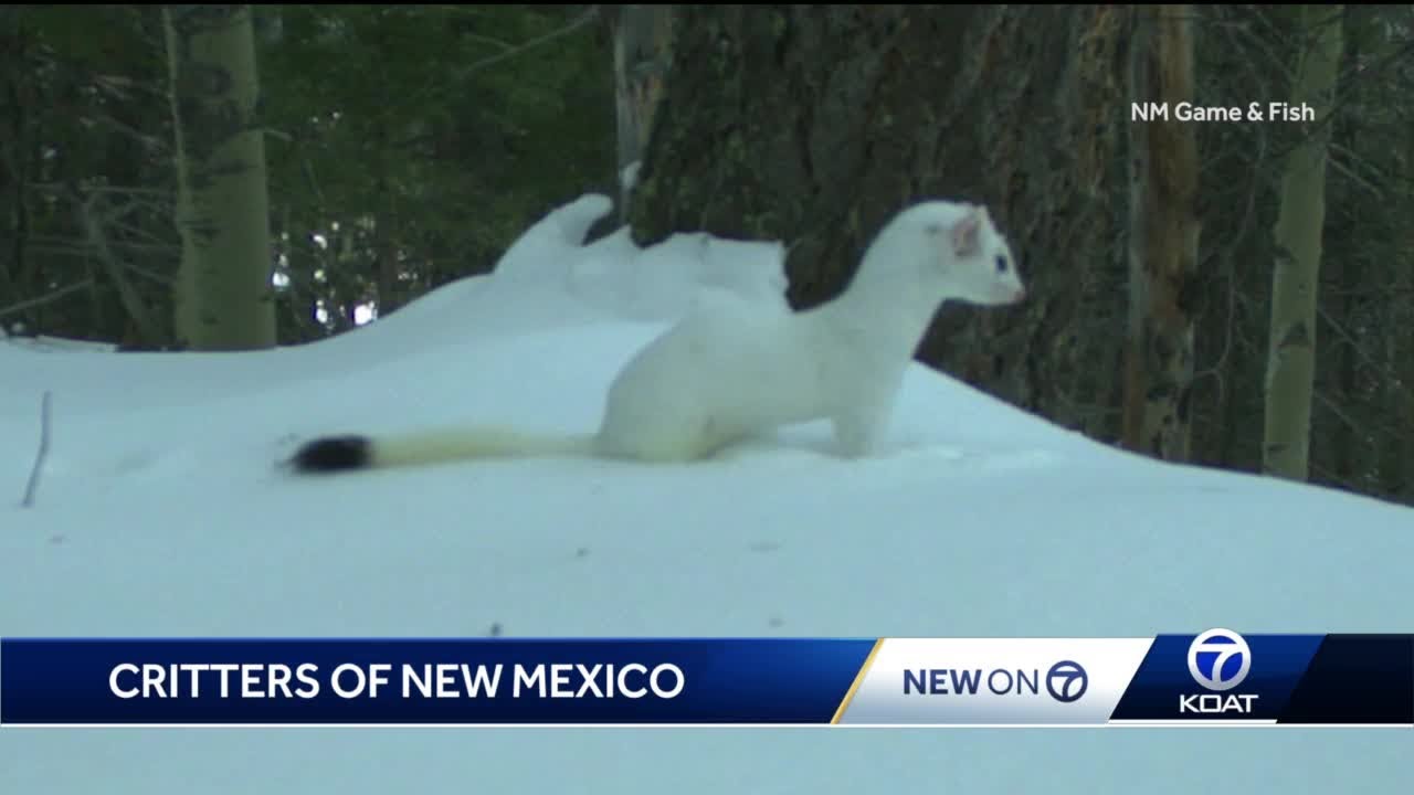 Celebrate New Mexico: New Mexico's Wildlife