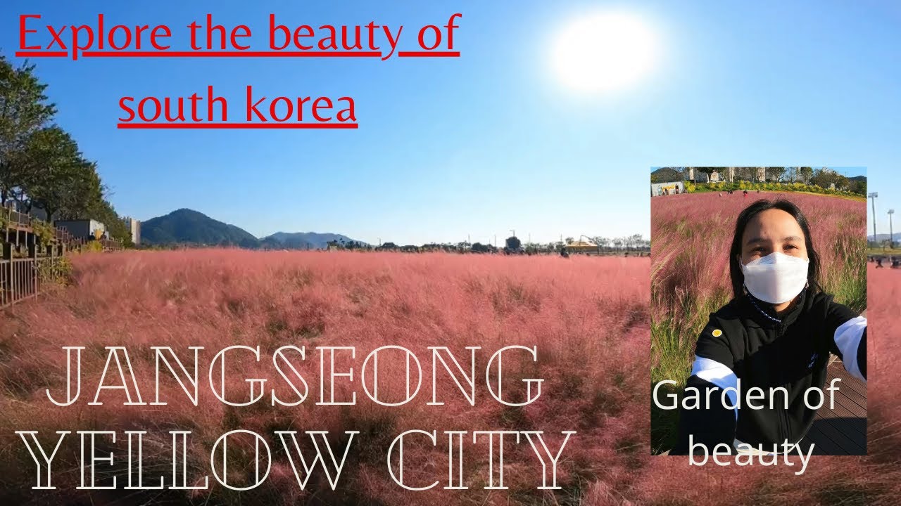 Fall inlove with pink muhly | Jangseong flower’s festival | walk-tour korea | autumn