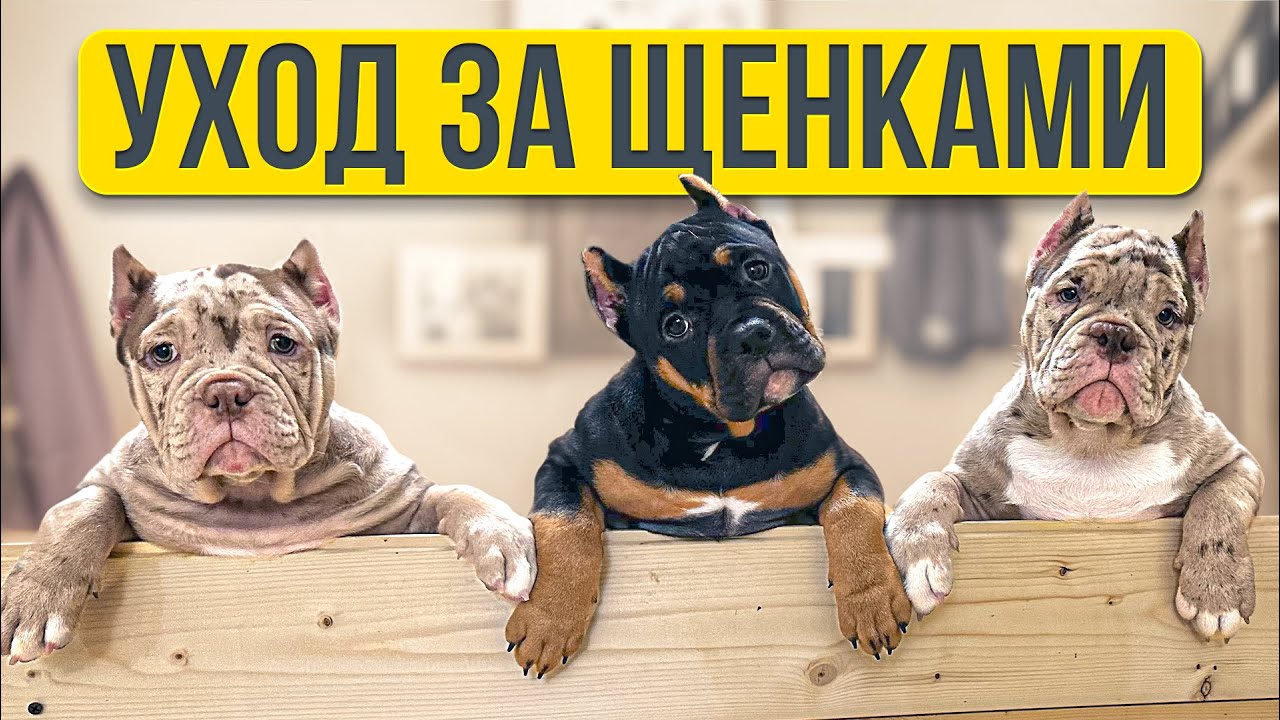 ДЕНЬ СО ЩЕНКАМИ-БУЛЛИ!!!