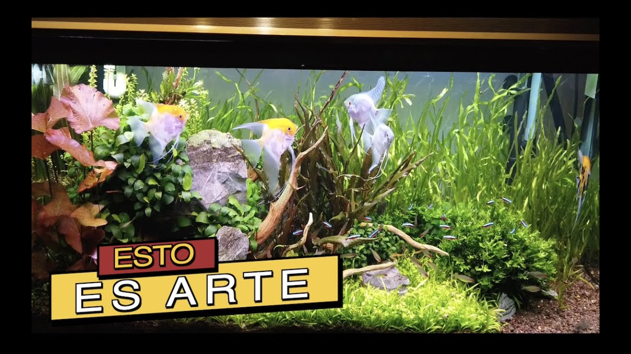 HERMOSO ACUARIO PLANTADO CON PECES ANGEL||||||😍🐠🐠🐠