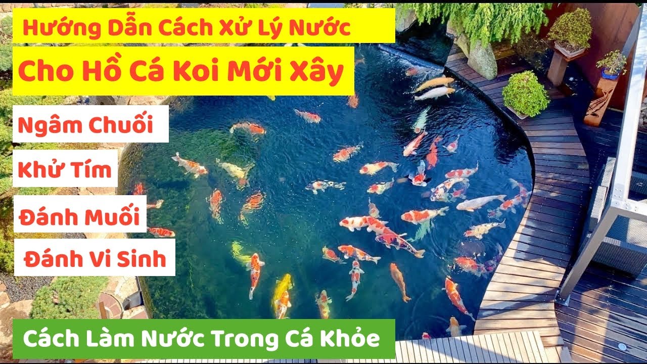 Cách Xử Lý Nước Hồ Xá Koi Mới Xây Để Chuẩn Bị Thả Cá | Cách Làm Nước Trong Cá Khoẻ Hơn #hocakoi #koi