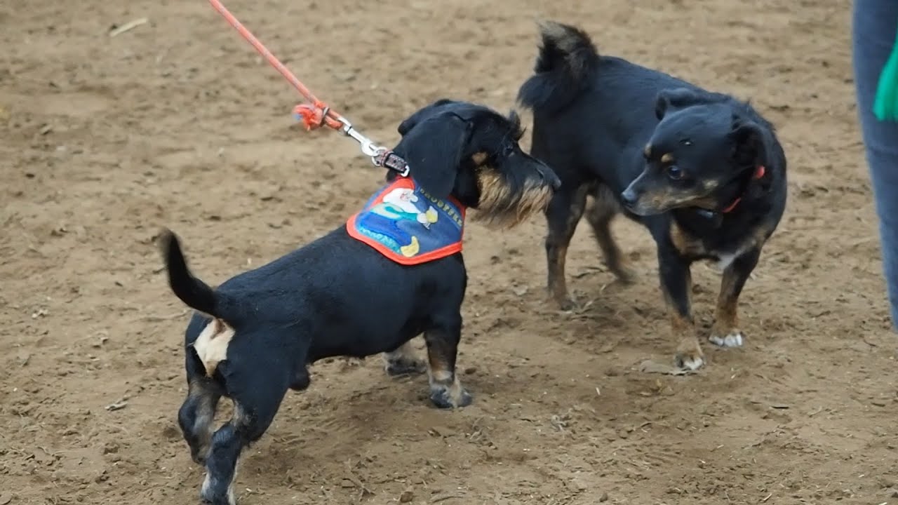 Teckel Evenement in manege Hooidonk