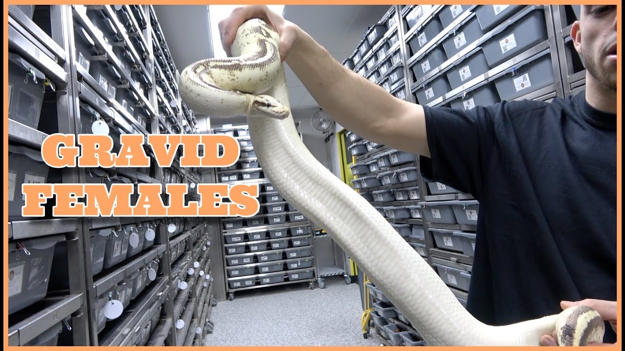 So Many Gravid Female Ball Pythons + Surprise Ending!