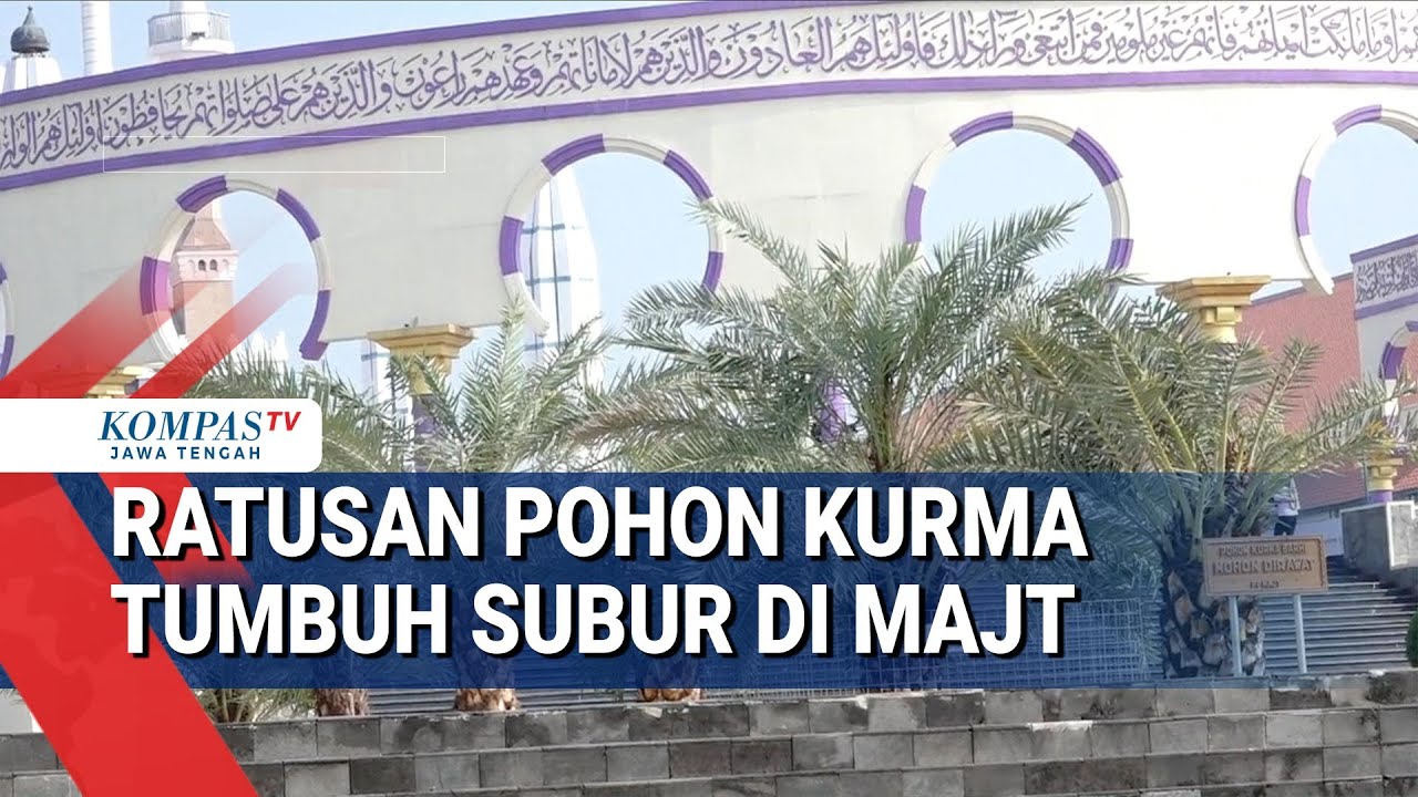 Ratusan Pohon Kurma Tumbuh Subur di MAJT