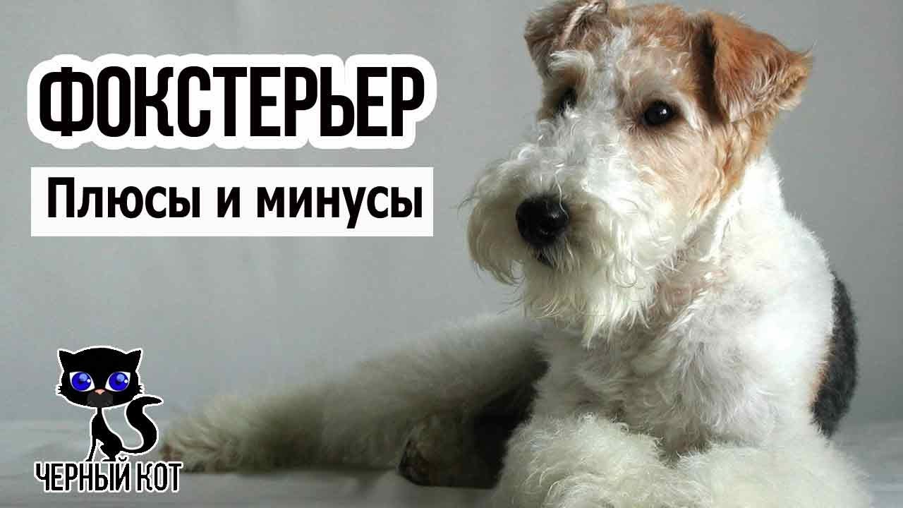 ✔ Фокстерьер: положительные и отрицательные качества породы