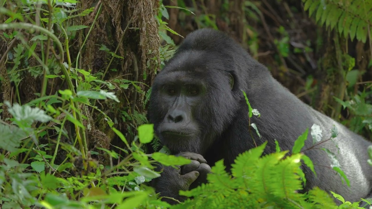 Billy K Travel Uganda Gorilla Trek Bwindi 2024 4K