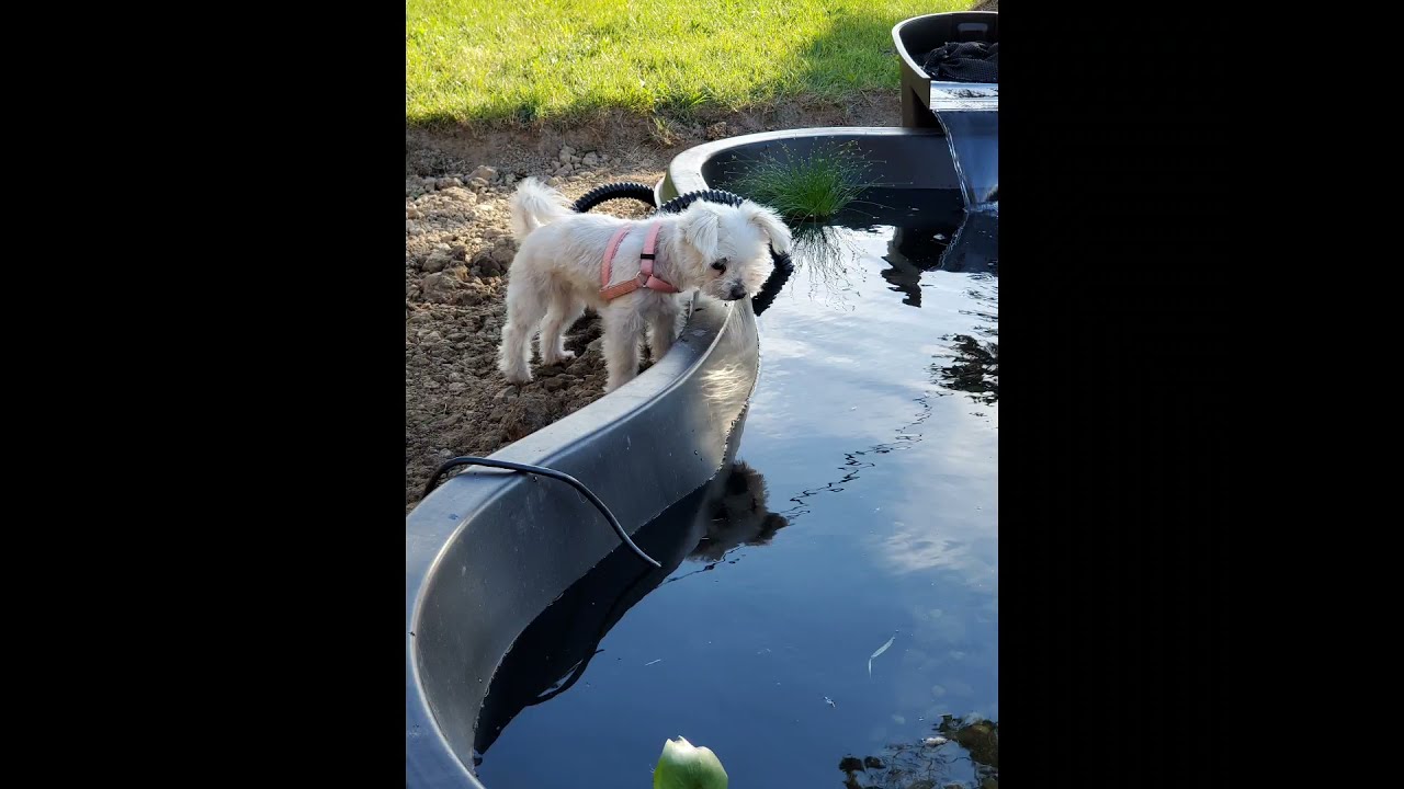 Pond Build - Part 1 - Installing My Pond Liner