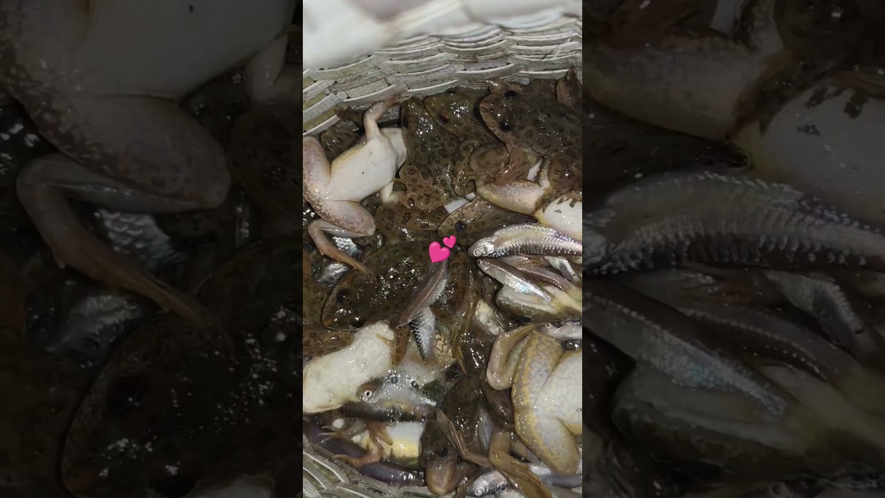 𝙁𝙧𝙤𝙜𝙨 🐸 𝙛𝙤𝙧 𝙙𝙞𝙣𝙣𝙚𝙧 😇😋💕 #frog #animals #food #best #dinner #hunting #river #nightfishing #fish