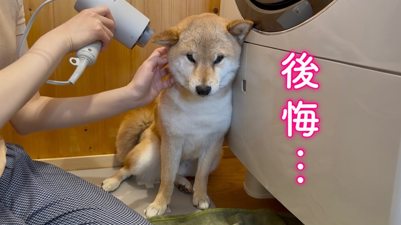羽目を外しすぎた柴犬が後悔しました…