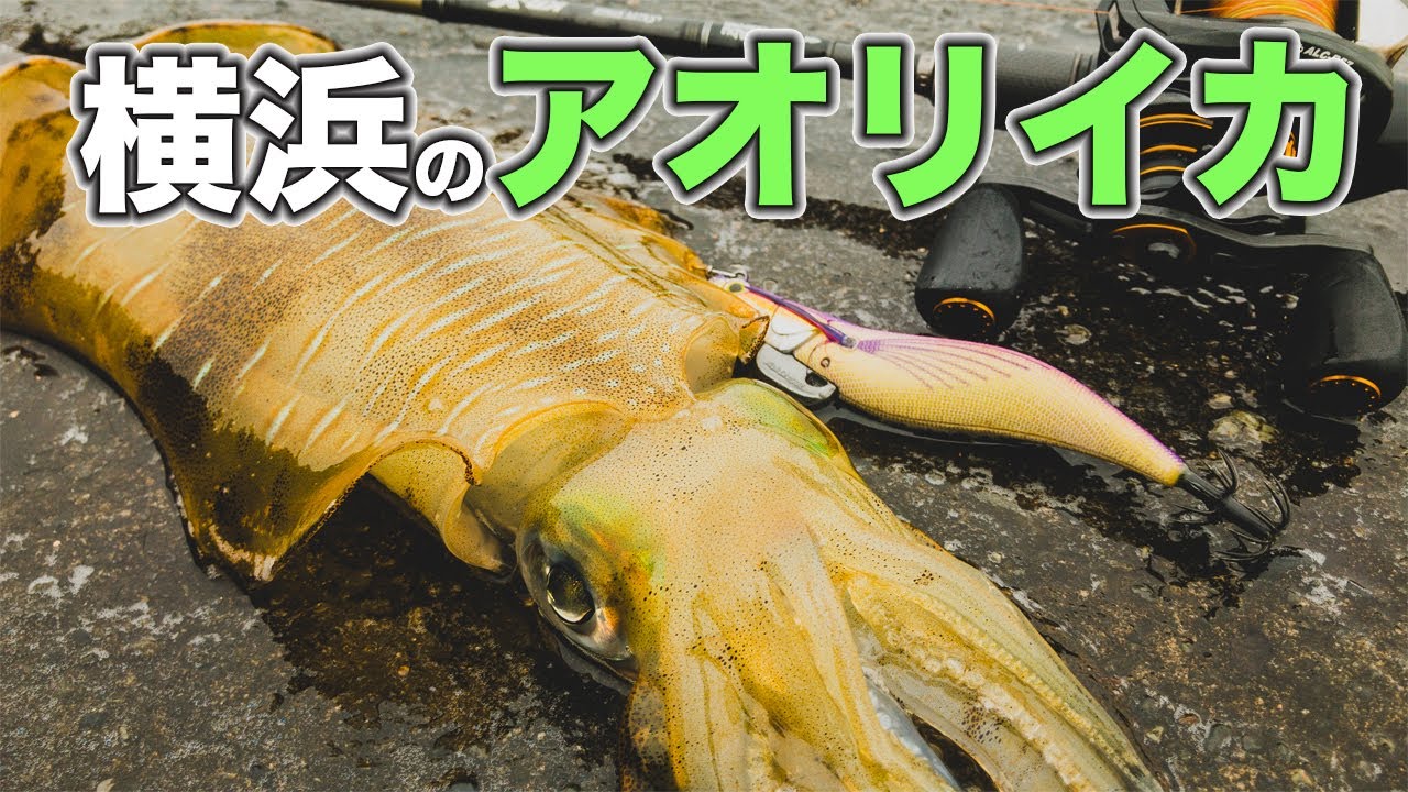 【エギング成立】いつもの横浜でアオリイカが釣れた！