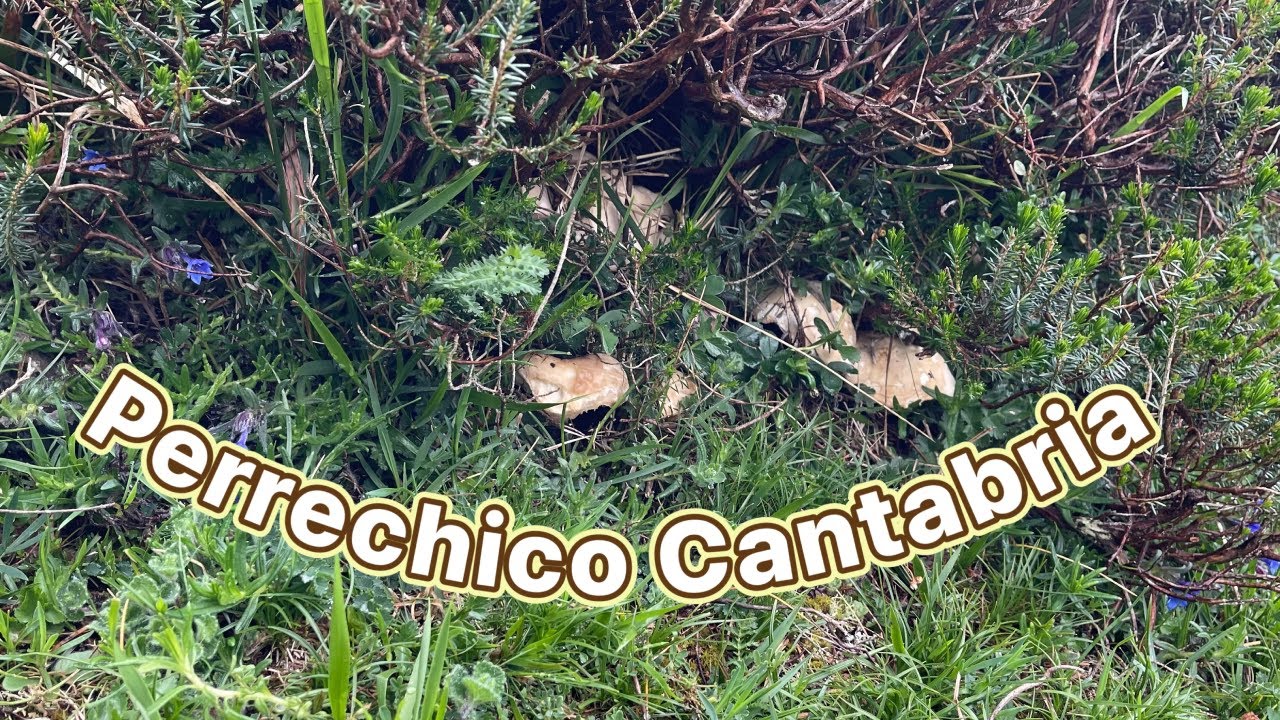 Perrechico mayo 2025 Cantabria