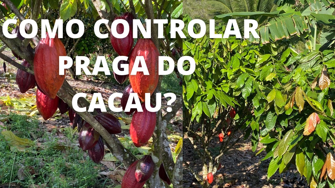 COMO CONTROLAR PRAGA DO CACAU?   &Eacute; DIF&Iacute;CIL PRODUZIR CACAU CLONADO?