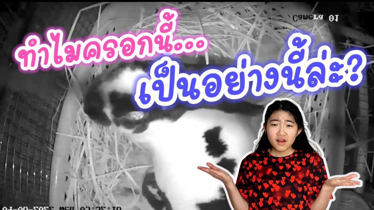 กระต่ายผสมข้ามสายพันธุ์ ลูกรอดไหม?