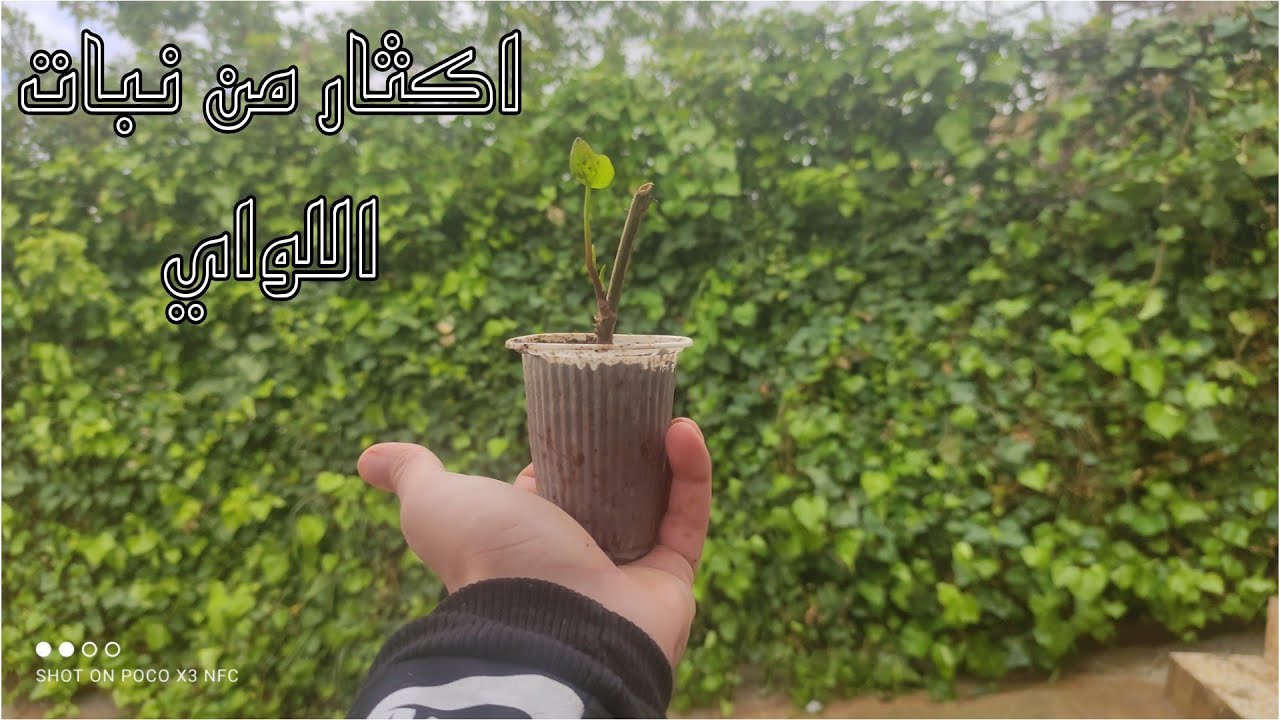 طريقة اكثار من نبات متسلق (اللواي) دائم الخضرة اربعة فصول 🌱🌿☘️🍀/ Climber plant Ivy Hedera