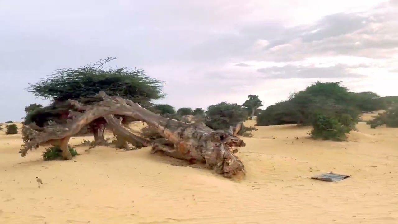 Dhul iib ah oo aad U quruxbadan kunah yala Magalada Madaxda Muqdisho dagmada darusalam City🇸🇴❤️✈️