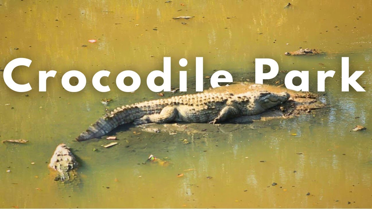Crocodile Park Dandeli, Karnataka | Exploring the Thrilling House of The Water Giants!