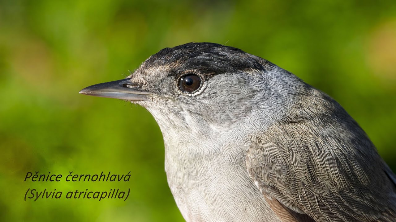 pěnice černohlavá (Sylvia atricapilla)