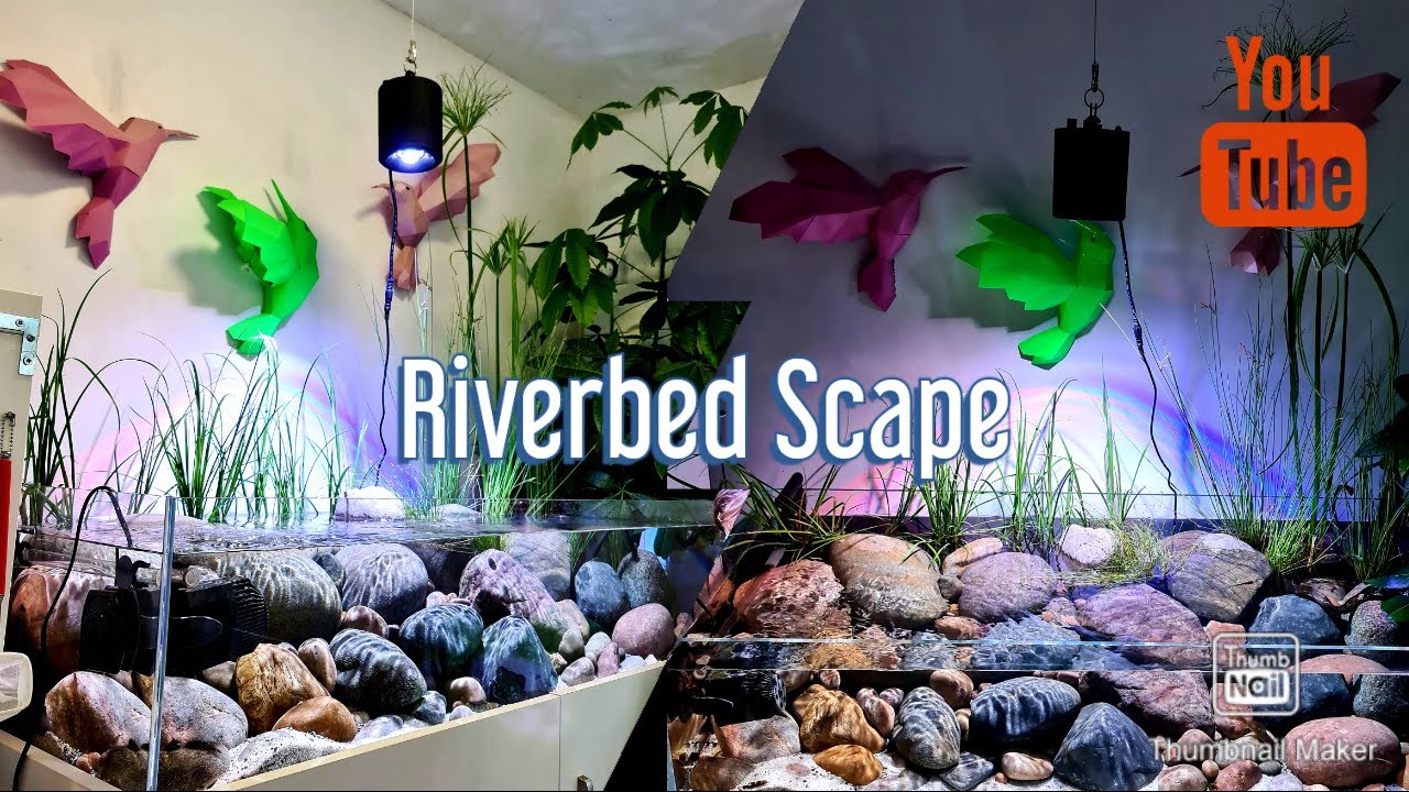 Hillstream Riverbed Aquarium | A Closer Look at Our Stunning Setup