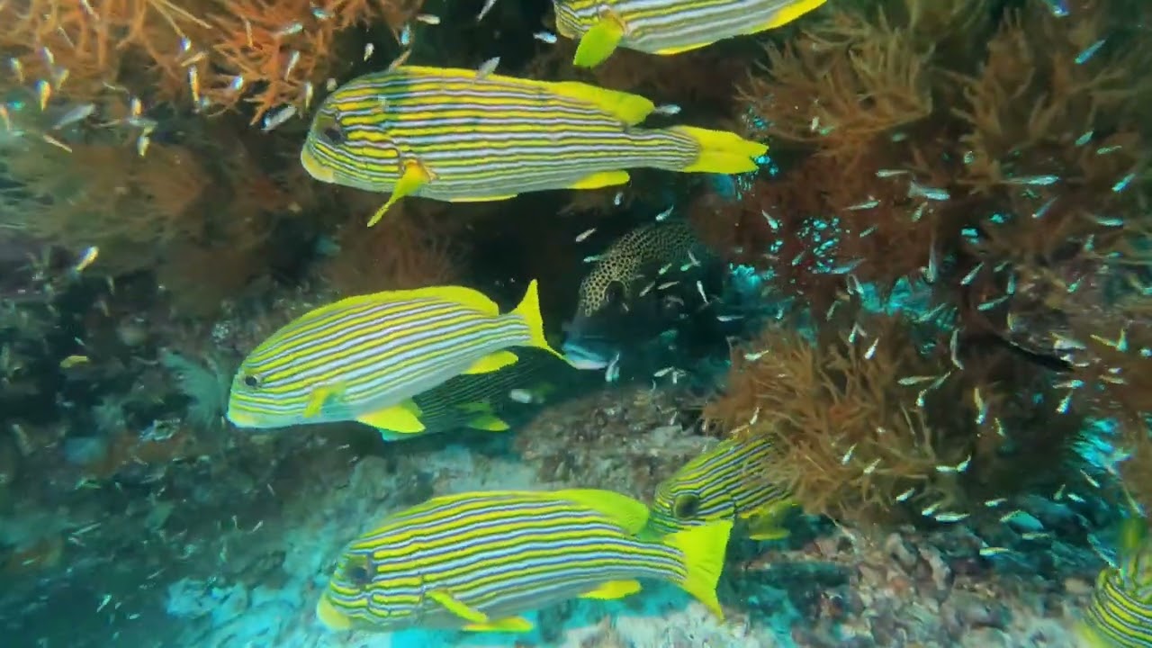 Scuba Diving at Papua Paradise Eco Resort in Raja Ampat Indonesia
