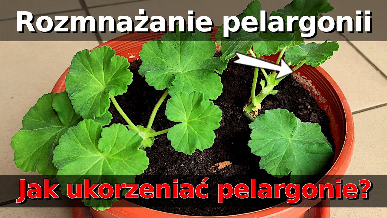 Ogr 41 -Rozmnażanie PELARGONII -Jak zrobić sadzonki? Jak ukorzeniać? Pelargonie na altankę i balkon