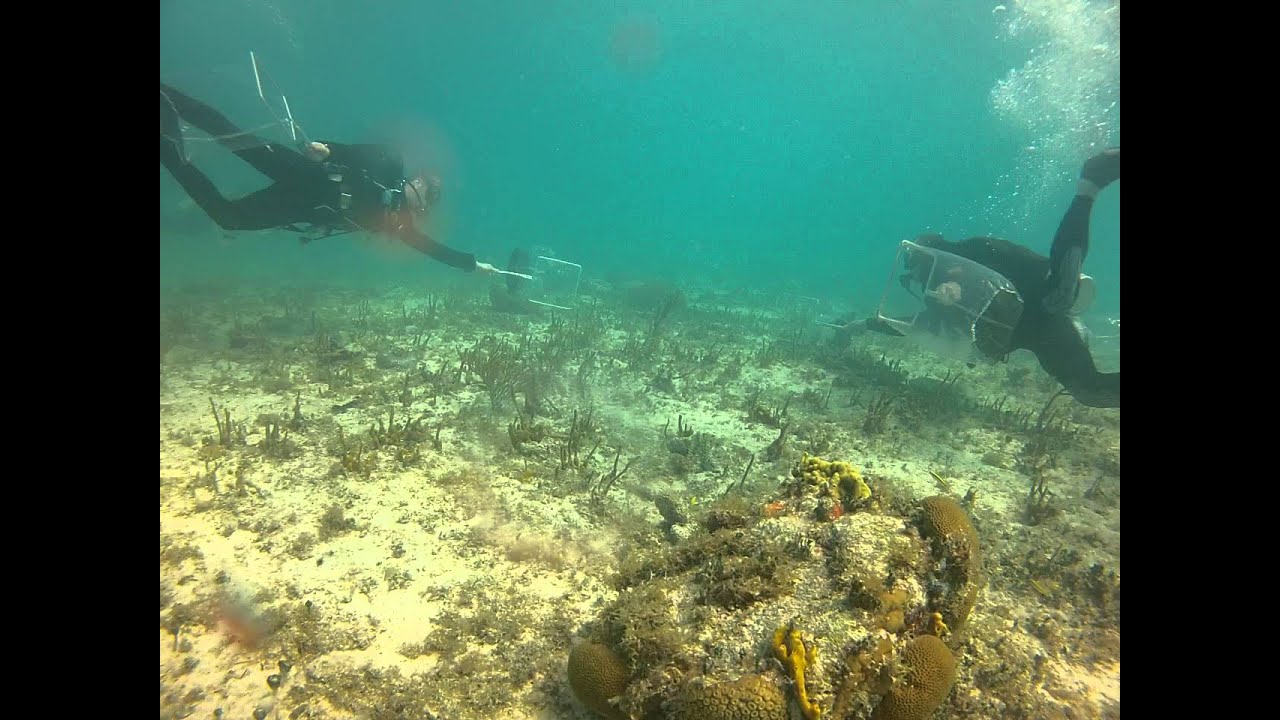 Tropical Fish Collecting