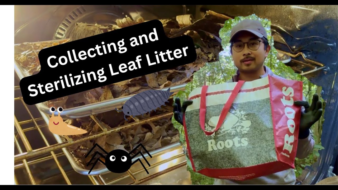 How to prepare leaf litter for terrariums, vivariums, and more!