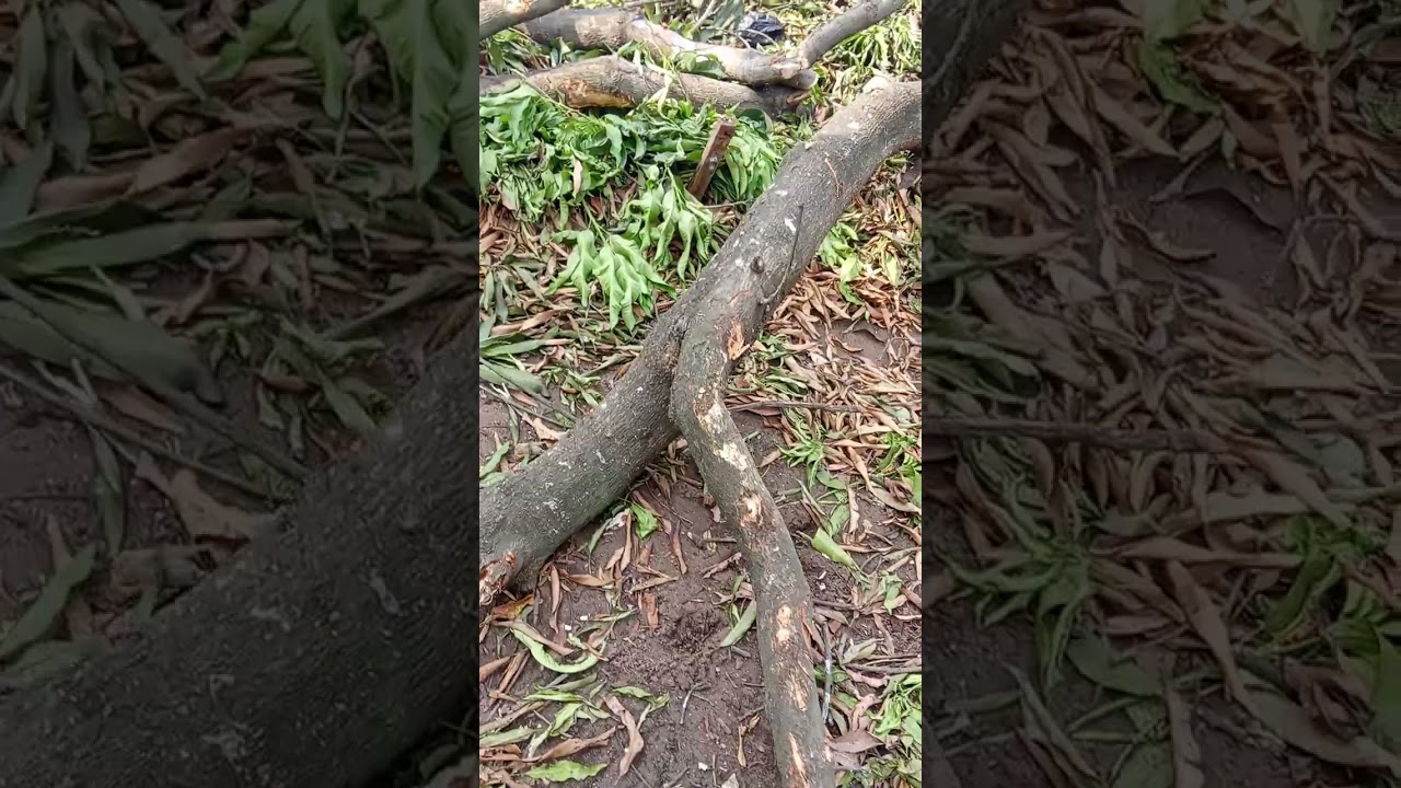 08033193602  Azolla pond under a tree in Nigeria #azolla #pond #fish #broiler