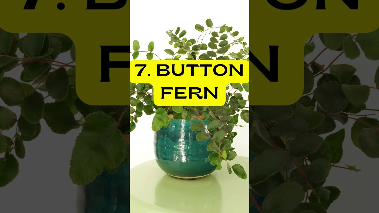 10 Best Indoor Ferns to Grow 
