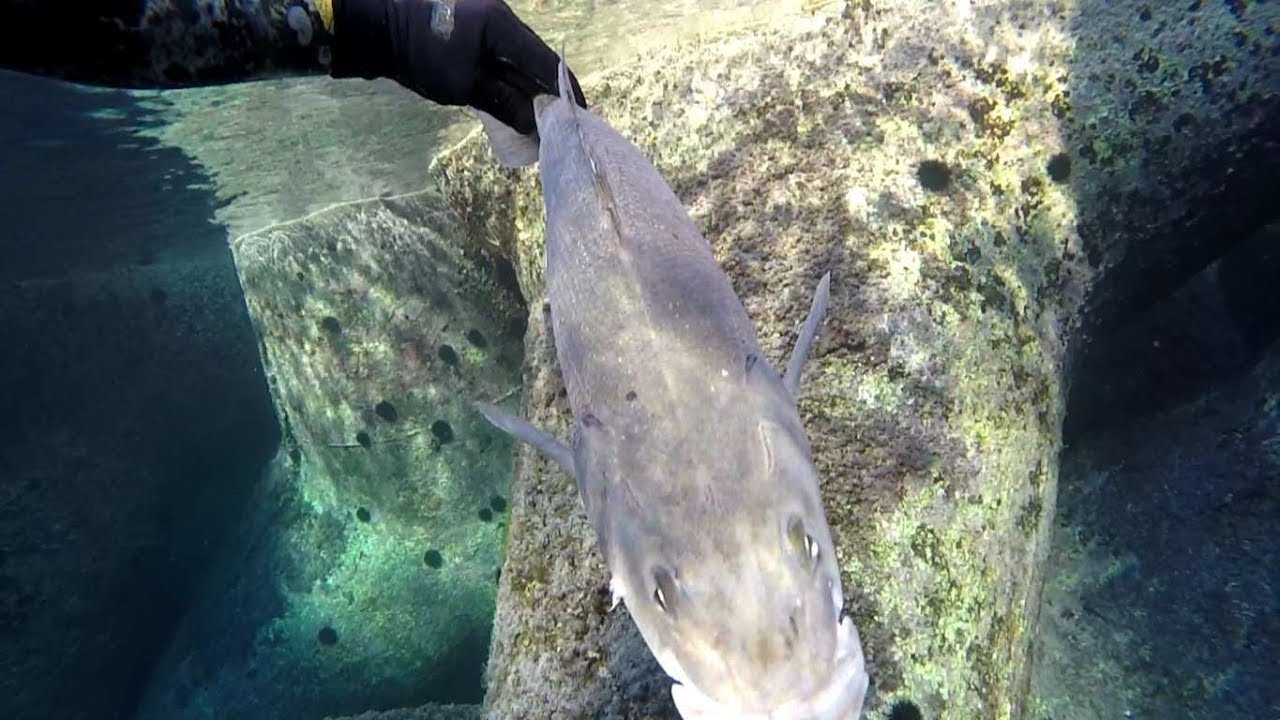 PESCA SUB        SPIGOLA DI 4 KG NEL BRANCO