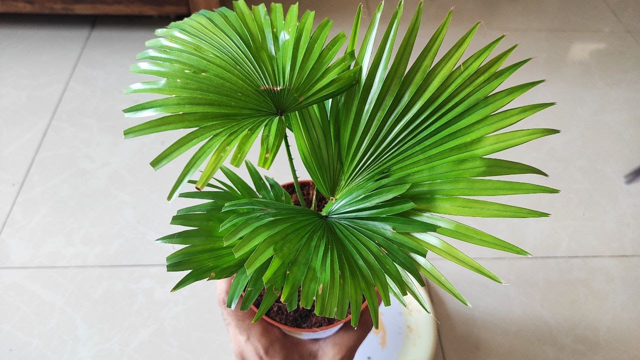 bought this Livistona rotundifolia from ikea indoor plant section.