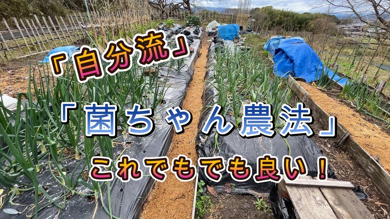 「自分流」の「菌ちゃん農法」　これでも良い！