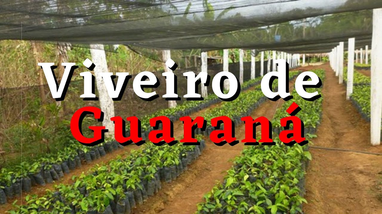 COMO É UM VIVEIRO DE GUARANÁ 🫐