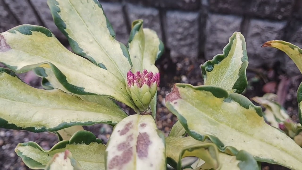 沈丁花🌸(8.1.7)