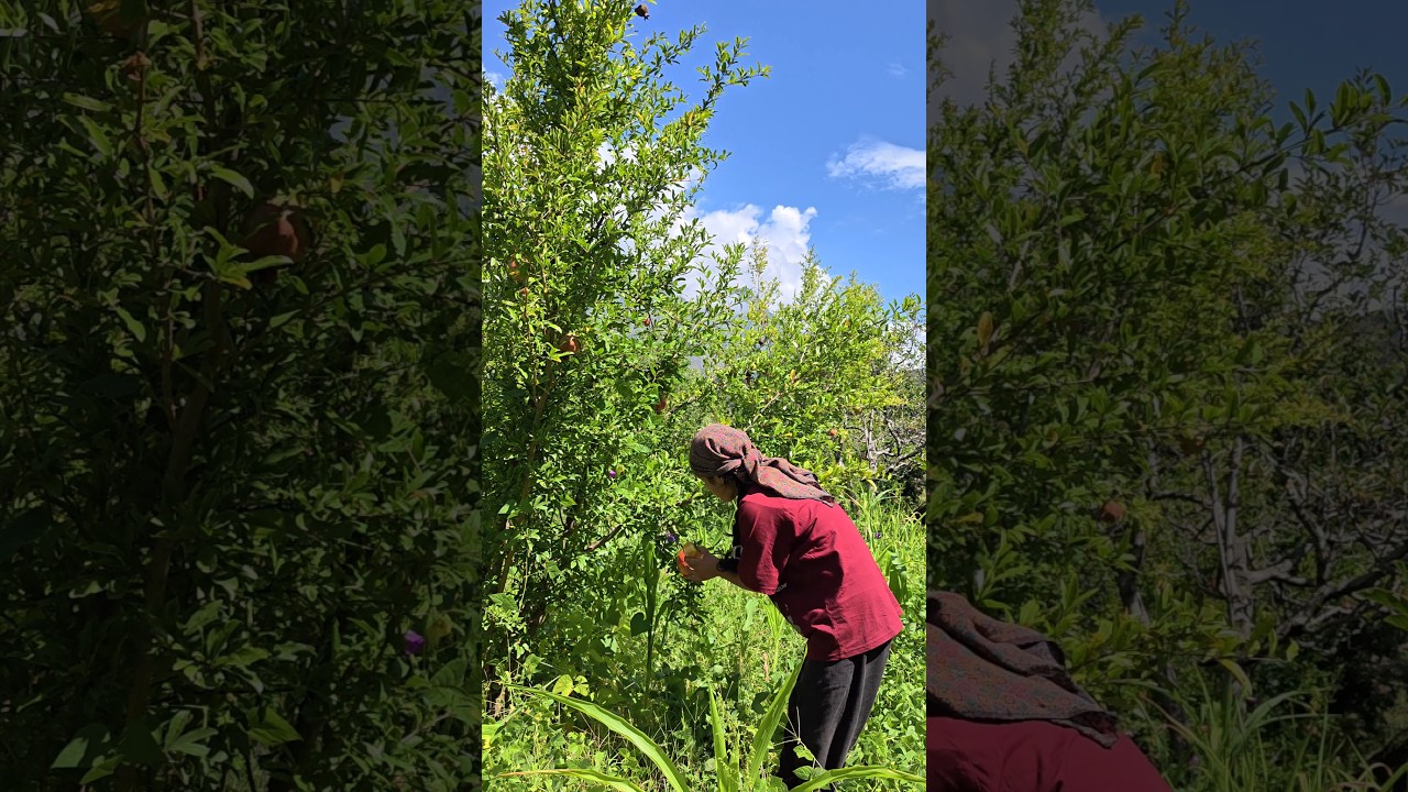 🌰 Walnut Harvesting Begins in the Mountains #himachal #himachalweather #shortsfeed