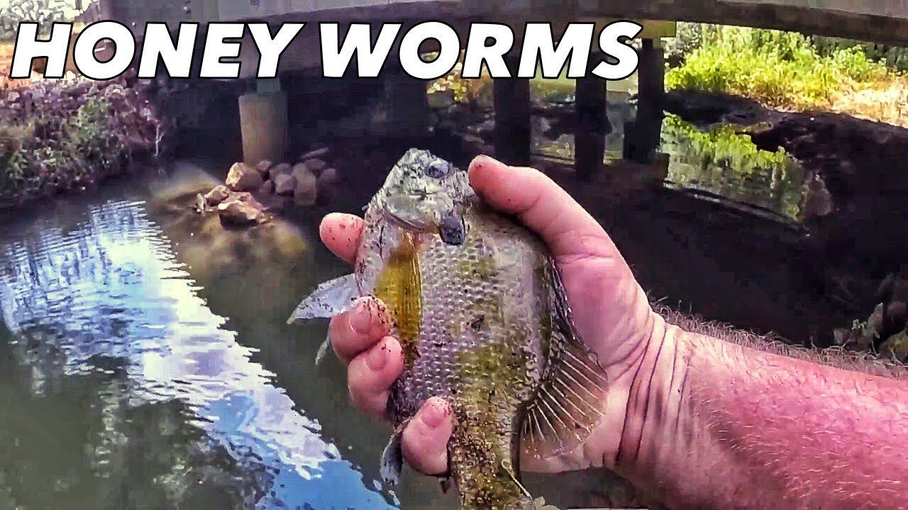 Berkley Powerbait Power Honey Worms Creek Fishing