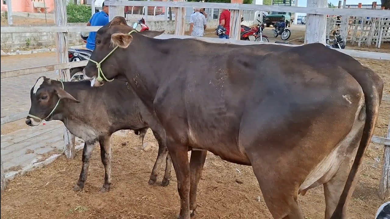 FEIRA DO GADO DE PASSA E FICA-RN 26.10.2025