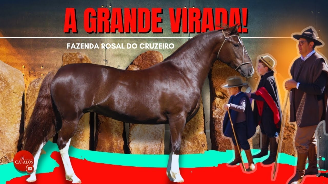 Criação de Cavalos Crioulos na Fazenda Rosal e o novo momento da Cabanha no cenário nacional.