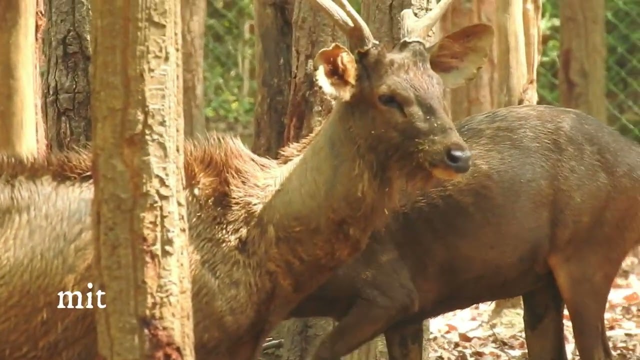 The Forest Protectors