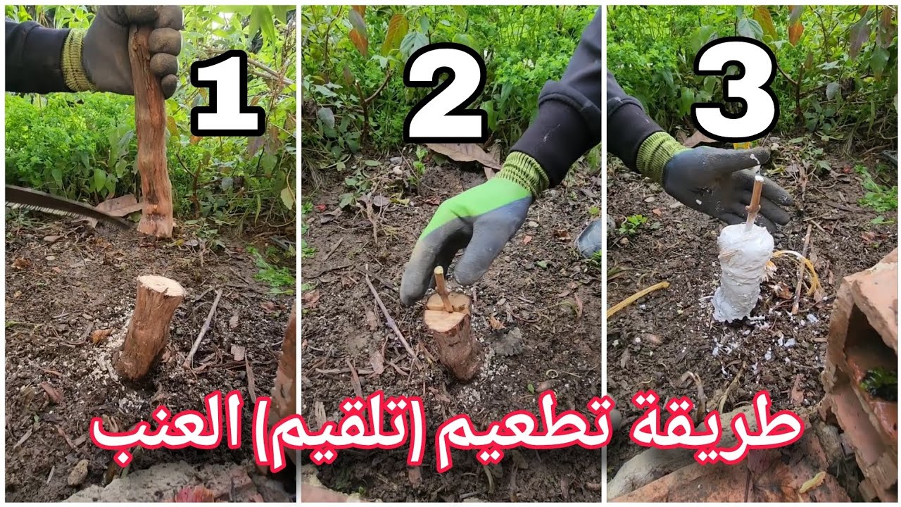 طريقة تطعيم أو تلقيم أغصان العنب بطريقة إحترافية ناجحة Grafting grape Greffage de raisins 