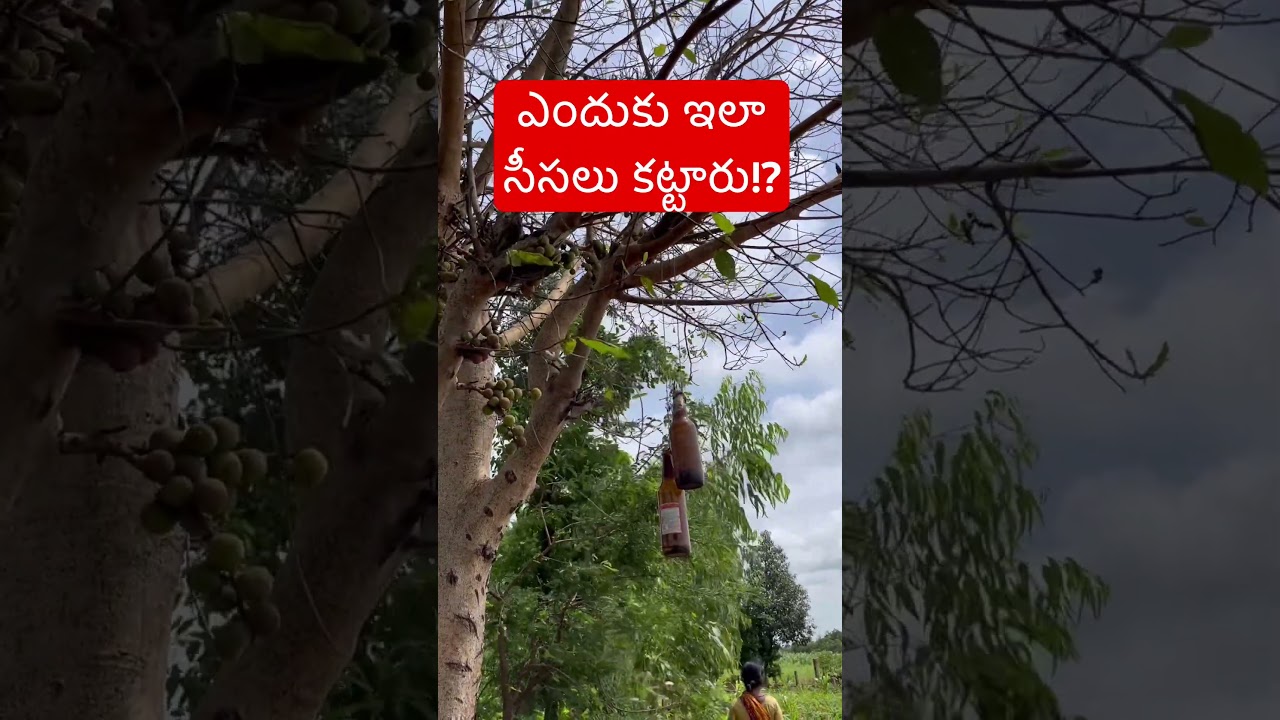 ఇలా సీసాలు ఎందుకు కట్టిండ్రు? | Bheeshma Agriculture