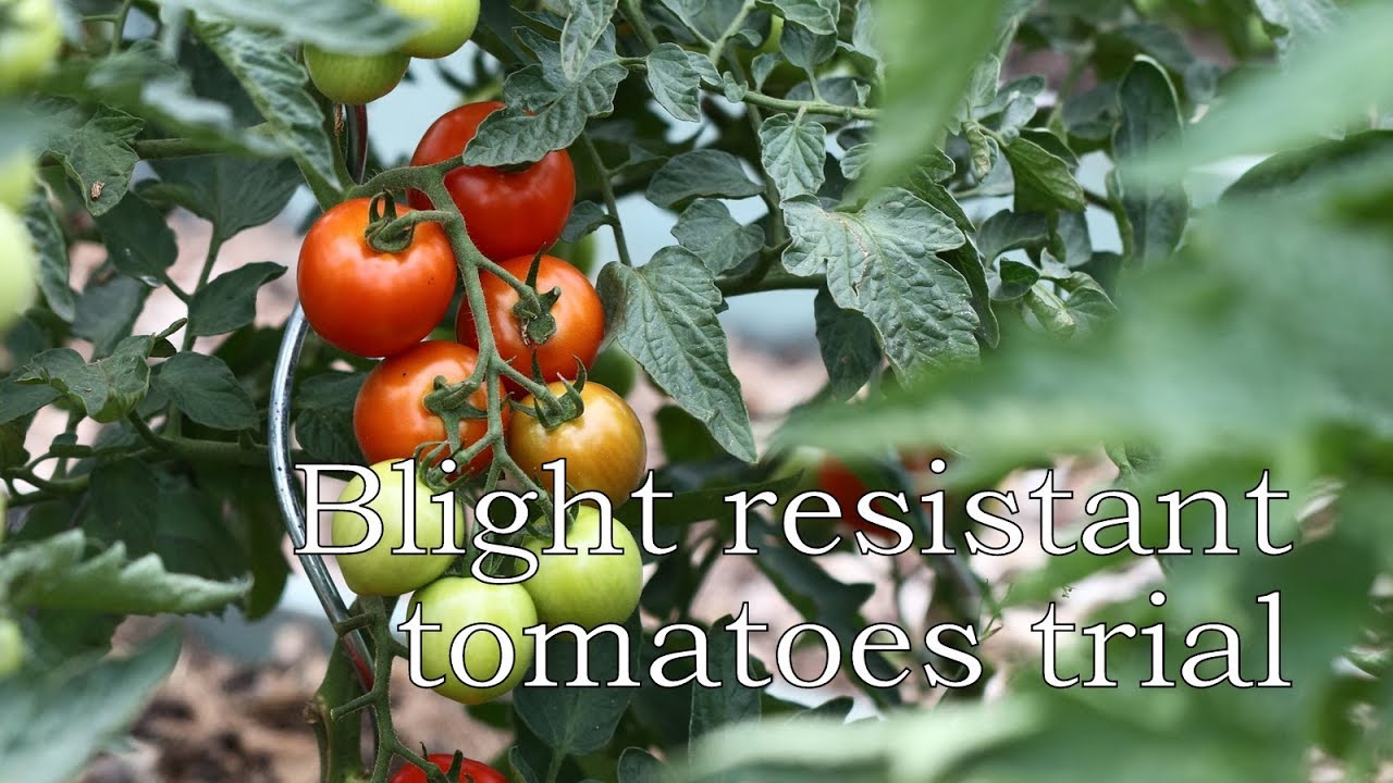 What varieties of tomatoes should you grow outside?