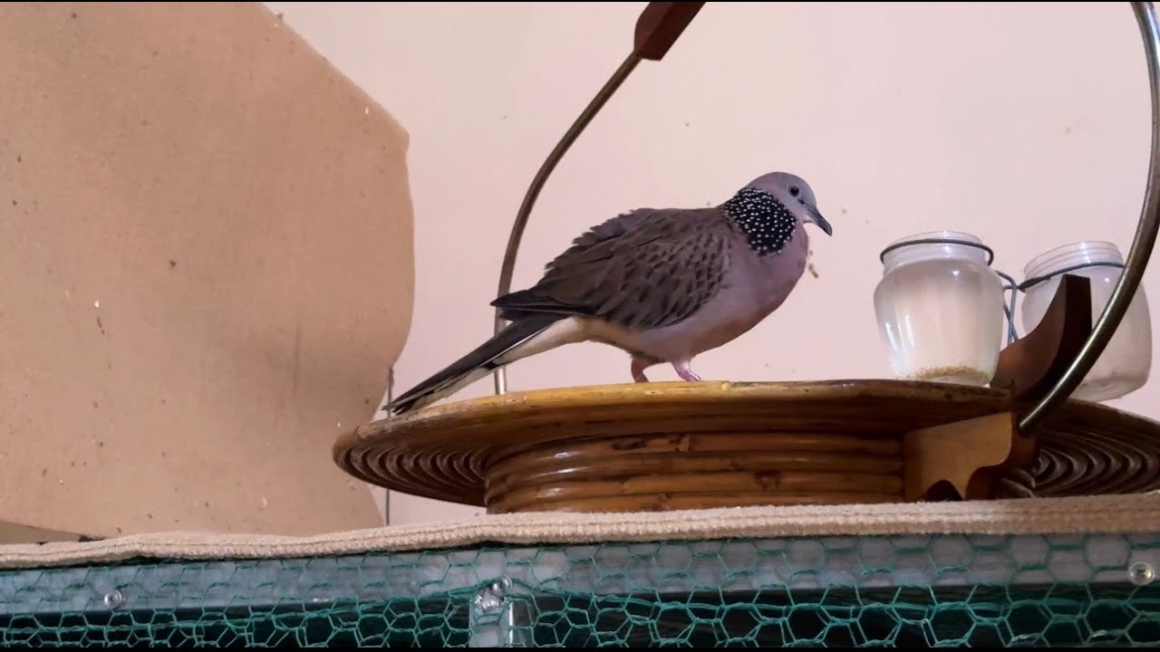 សកម្មភាពទៅយកលលកធ្នាក់ប្អូនអាឆេវឆាវ ពីលោកគ្រូវ៉ុន