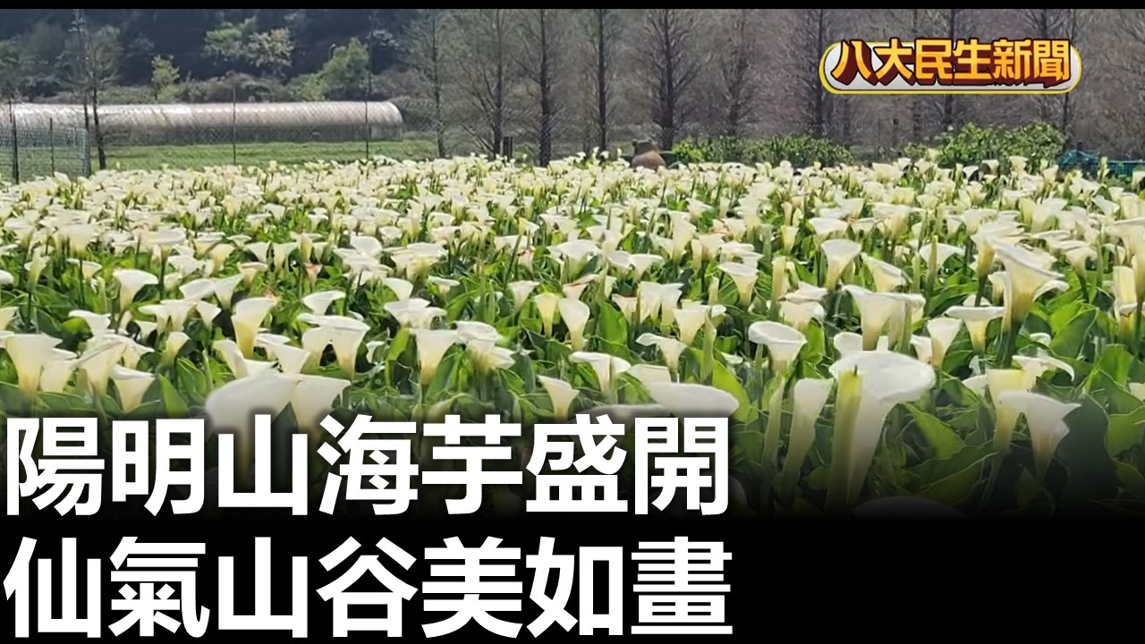 陽明山海芋盛開 仙氣山谷美如畫 八大民生新聞 2026031308