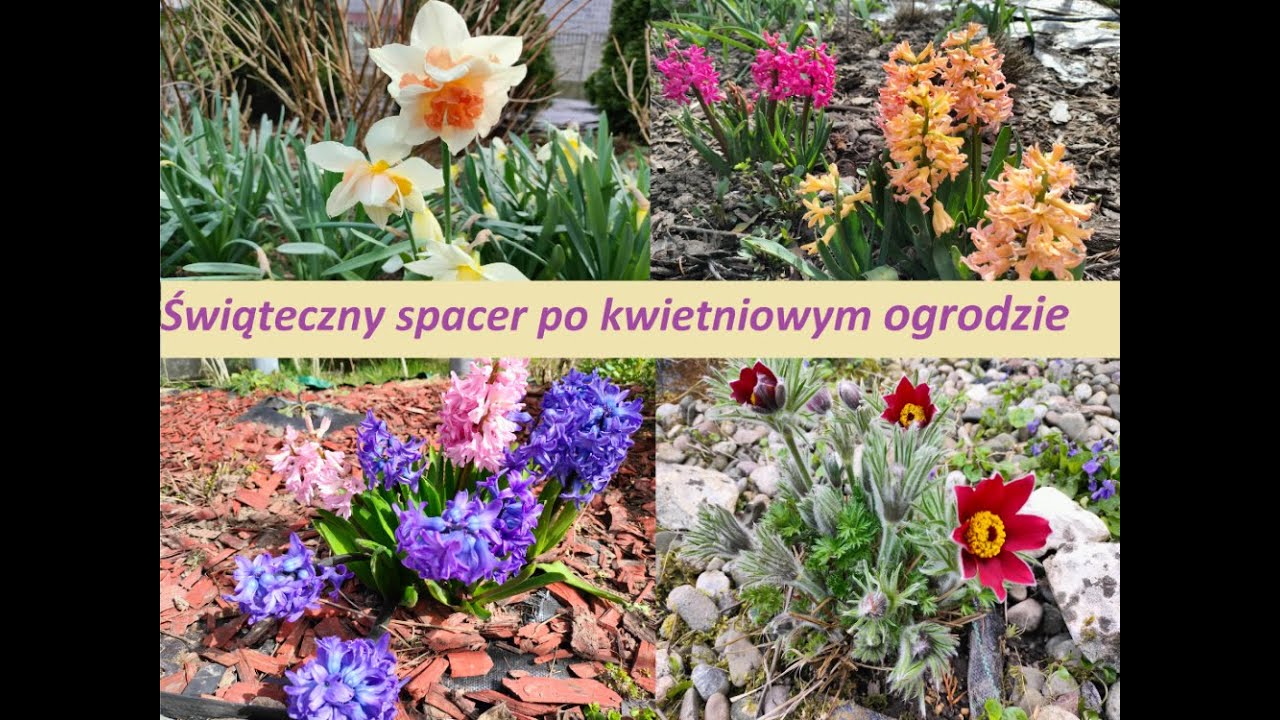 Świąteczny spacer po kwietniowym ogrodzie | Ogród Jadzi 