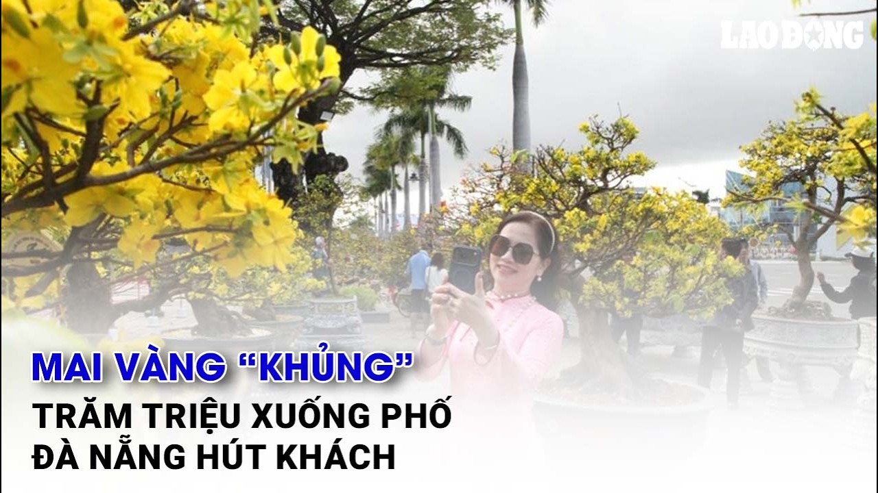 Mai vàng “khủng” trăm triệu xuống phố Đà Nẵng hút khách| Báo Lao Động