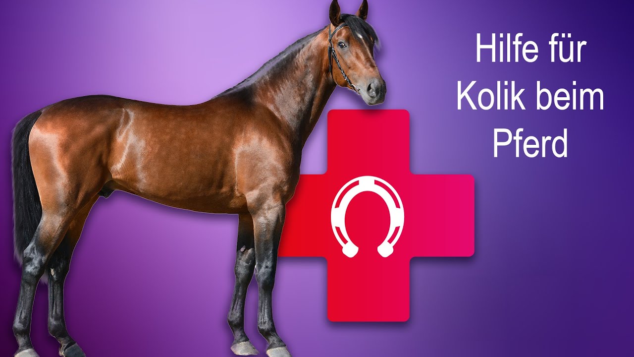 Mein Pferd hat eine Kolik! Wie kann ich helfen?