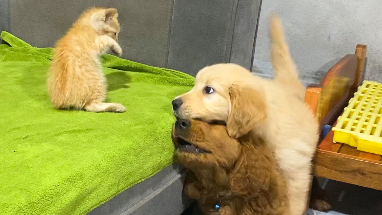 How Golden Retrievers, kitten, Became Best Friends