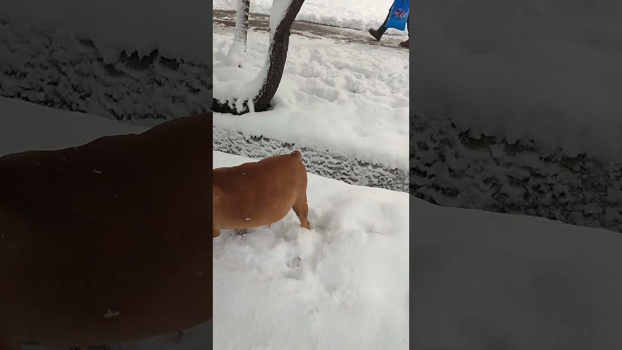 Зима вернулась❄️❄️❄️