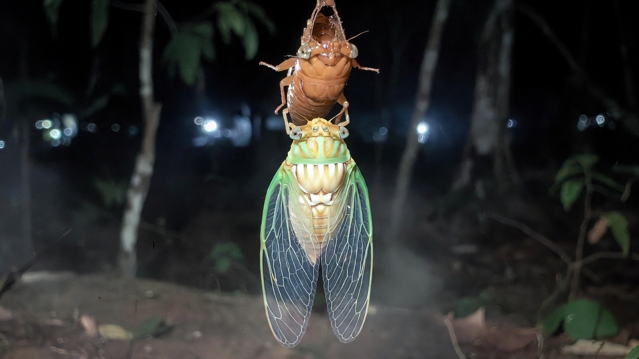 Cicada Emerging Live: 43-Min Real-Time to 4-Min Time Lapse!